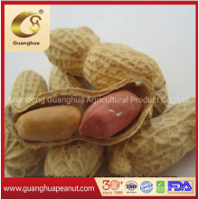 Crunchy, Delicious Snack Roasted Peanut in Shell
